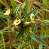 Stylosanthes fruticosa (Retz.) Alston